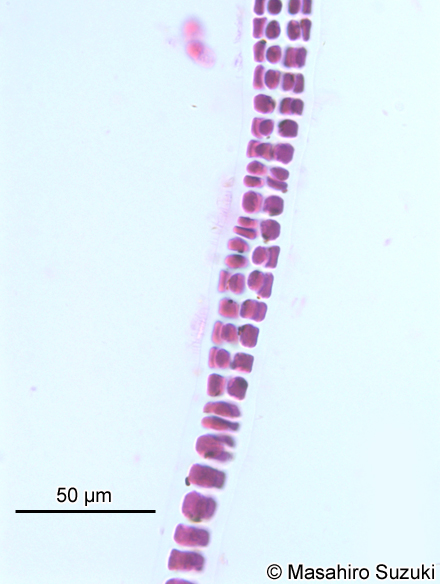 イソリボン Erythrotrichia incrassata